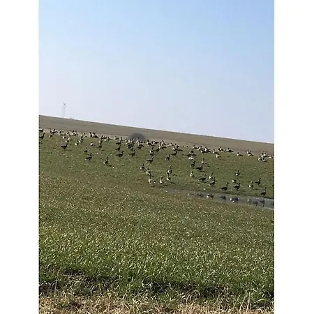 Ferienhaus Dycke Haus 6 Comfortable Zudar